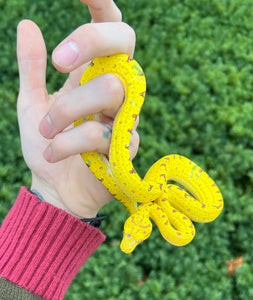 Baby Biak Green Tree Python (5)