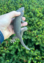 Load image into Gallery viewer, Adult ‘Patternless’ Tokay Gecko (Male 2)