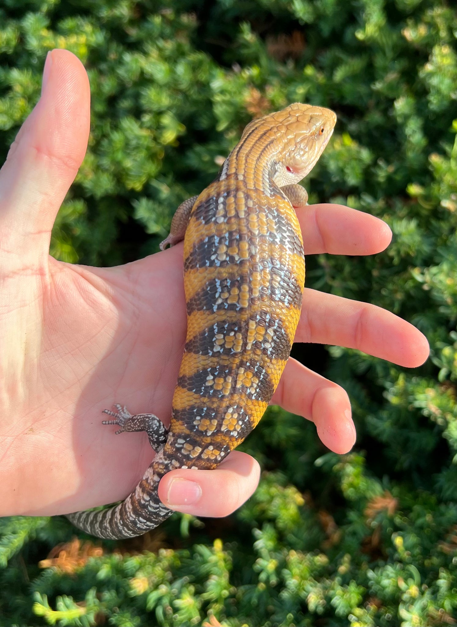 baby-sunrise-northern-blue-tongue-skink-1-scales-and-tails-of-ohio