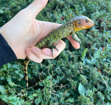 Load image into Gallery viewer, Baby Caiman Lizard