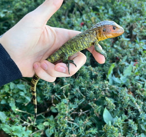 Baby Caiman Lizard