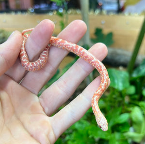 Baby Hypo Amelanistic Brook’s Kingsnake