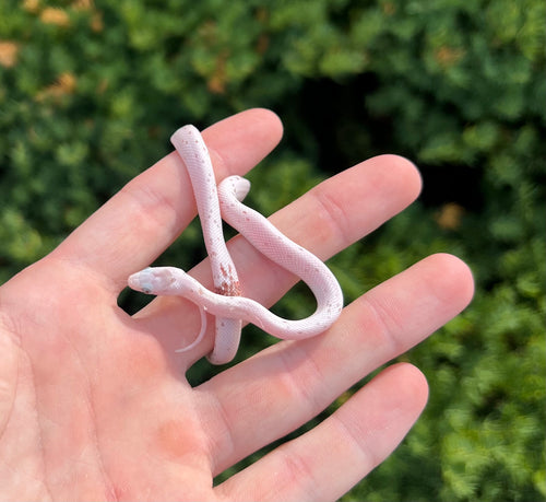 Baby Palmetto Corn Snake (Male 1)