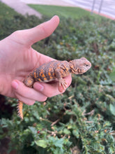 Load image into Gallery viewer, Small Red Uromastyx