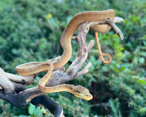 Baby Amazon Tree Boa (Female 6)