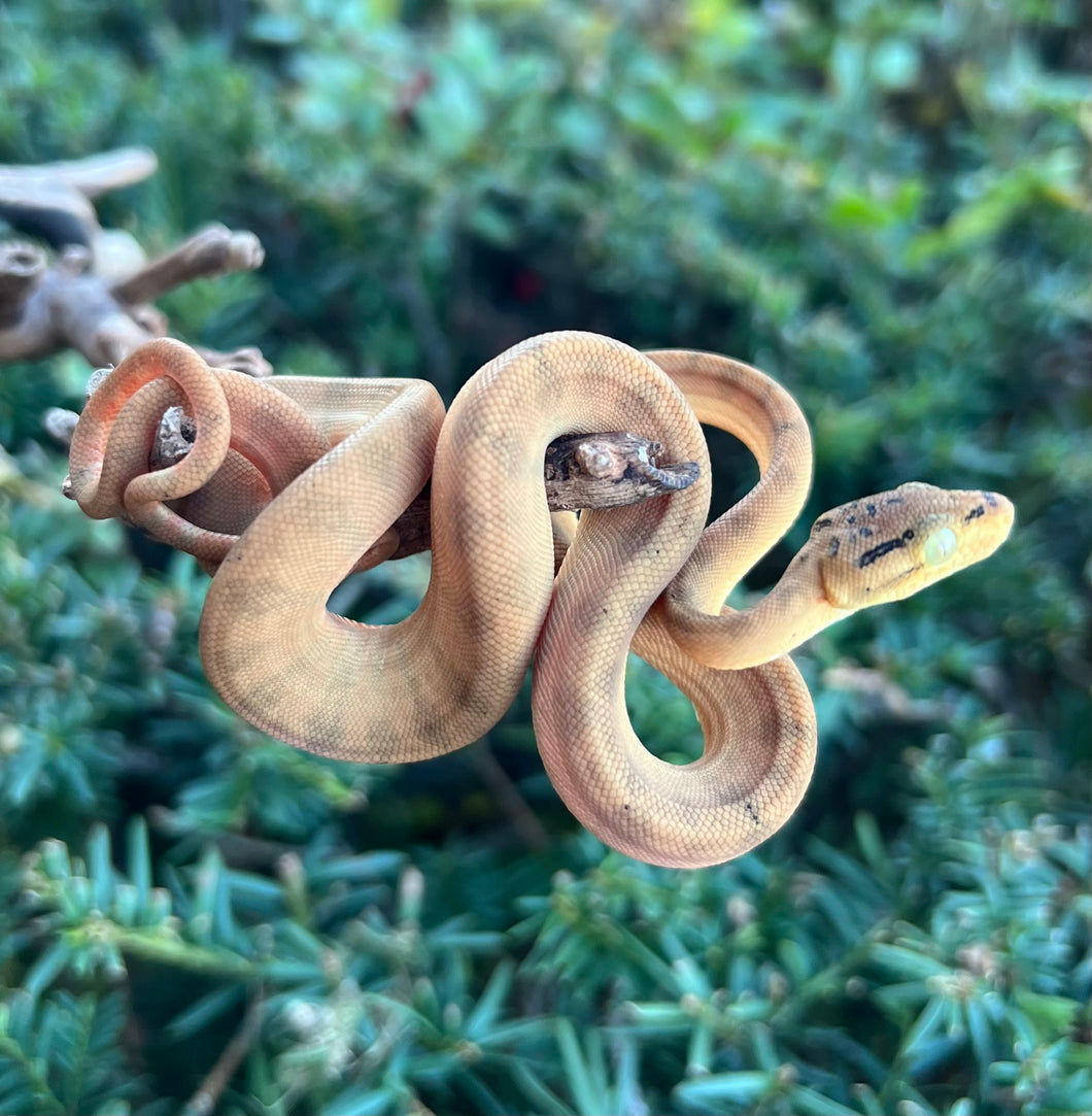 Baby Amazon Tree Boa (Male 6)