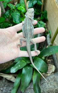 Juvenile Paradox Bearded Dragon (2)