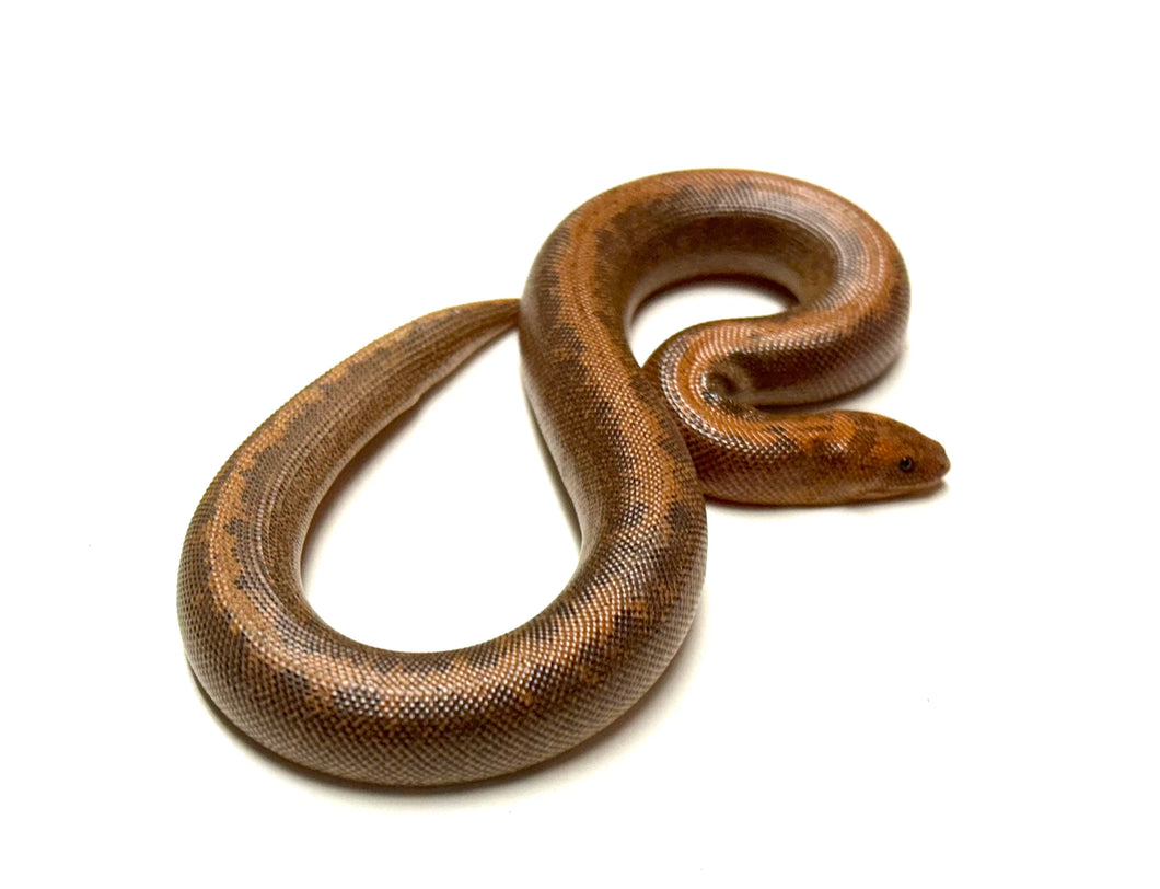 Sub-Adult Striped Kenyan Sand Boa (Female)