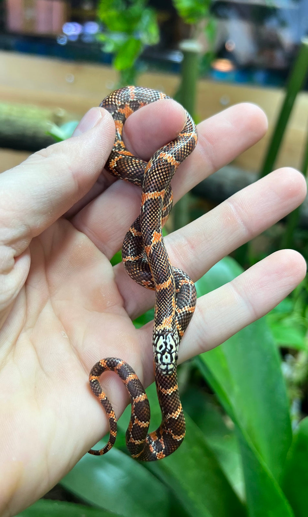 Baby Blotched Goini Kingsnake (Male 2)