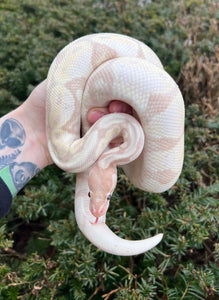 Adult Banana Pastel Ball Python (Male)