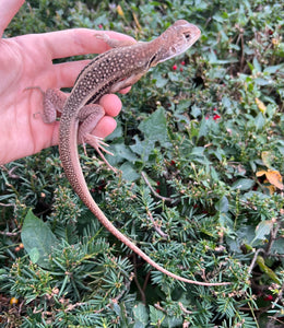 1.1 Adult Butterfly Agamas