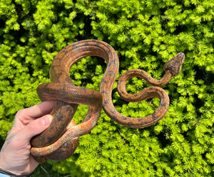 XL ‘Colored’ Amazon Tree Boa (Female 1)