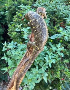 Adult Monkey-Tailed Skink (Male 2)