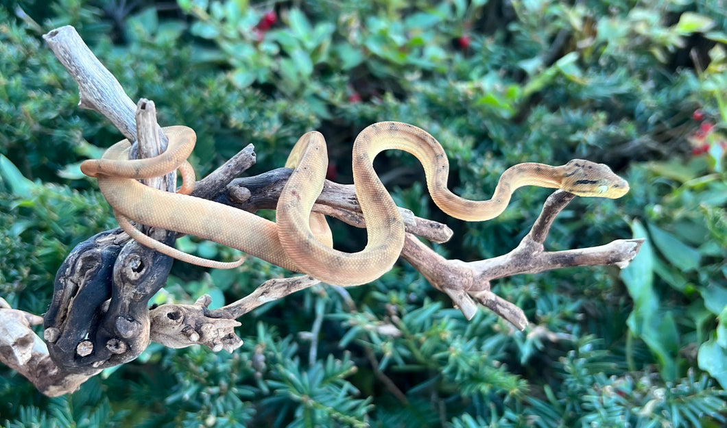 Baby Amazon Tree Boa (Female 2)