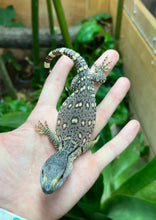 Load image into Gallery viewer, Baby Black Throat Monitor (10)