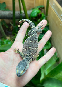 Baby Black Throat Monitor (10)