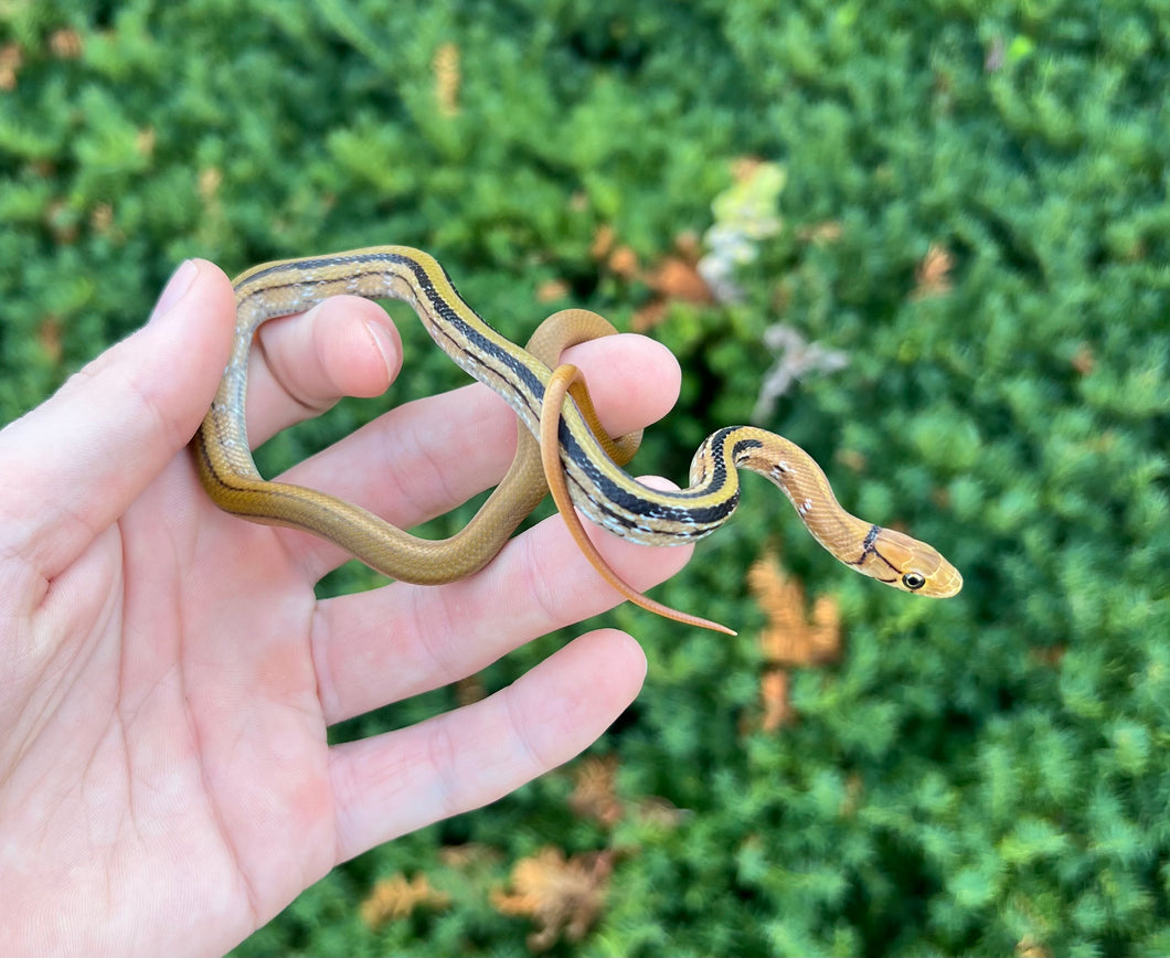 Baby Radiated Ratsnake