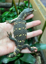 Load image into Gallery viewer, Baby Black Throat Monitor (5)