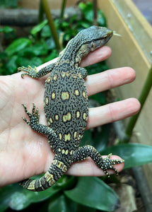 Baby Black Throat Monitor (5)