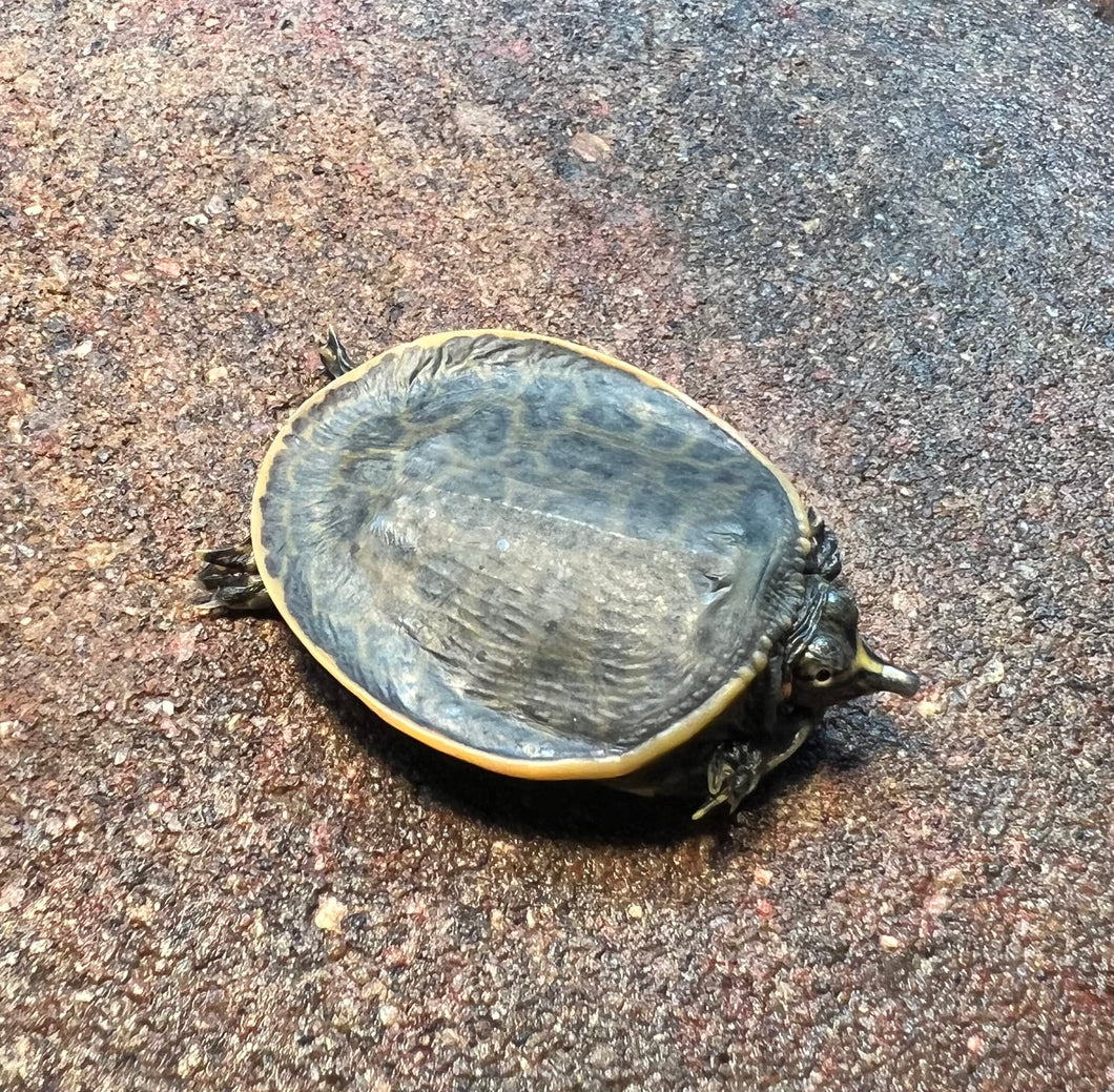 Baby Florida Softshell Turtle