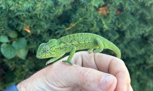 Adult Carpet Chameleon (Pair 1)