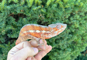 Adult Ambilobe Panther Chameleon (Male 1)