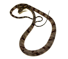 Load image into Gallery viewer, Juvenile Malaysian Dog-Toothed Cat Snake (Female 1)