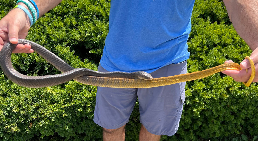 Sub-Adult Yellow-Tailed Cribo (Male)