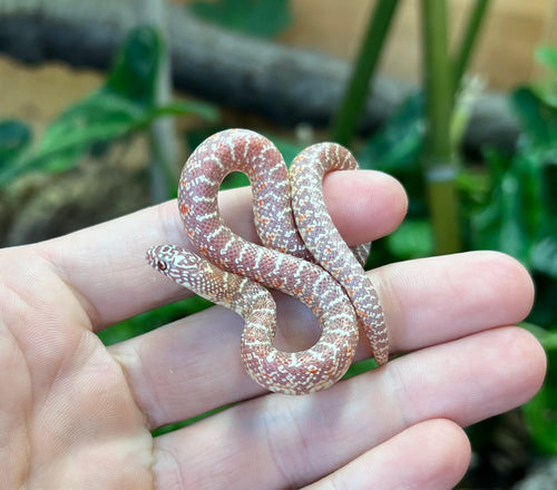 Baby Amelanistic Brook’s Kingsnake