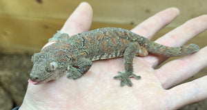 Adult Pine Island Chahoua Gecko (Pair)