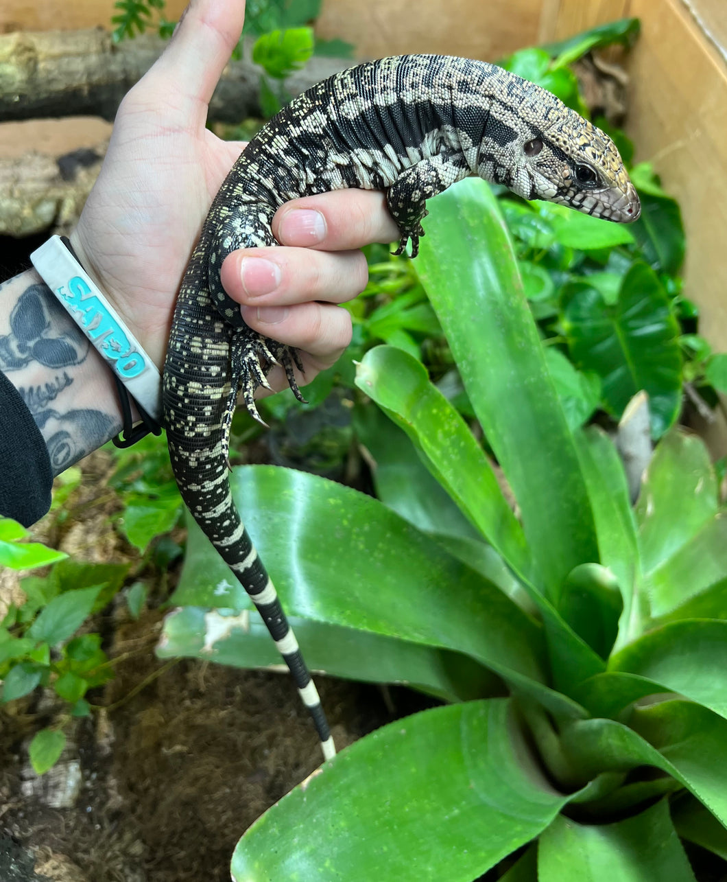 Baby Blue Tegu