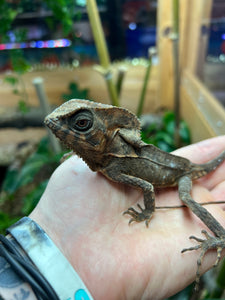 Adult Helmeted Iguana