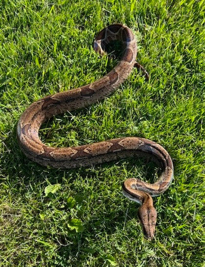 Sub-Adult Hypo Central American Boa (Female)