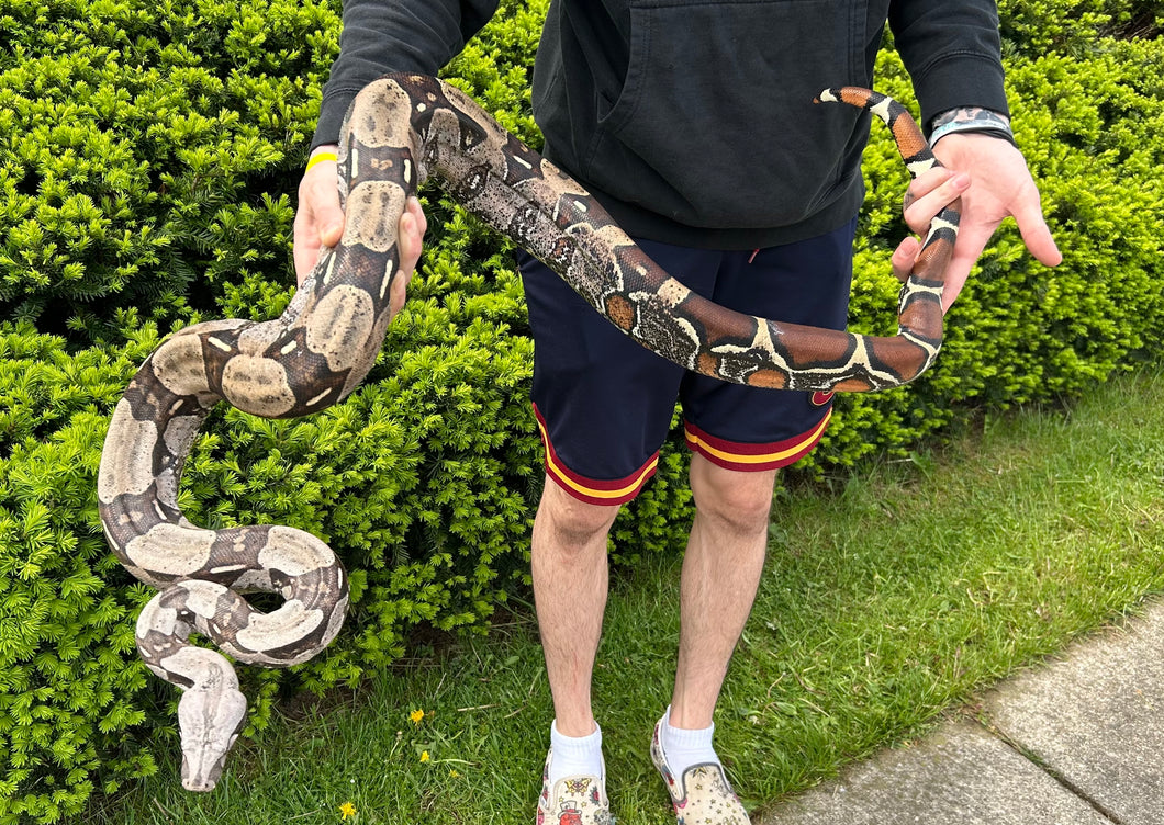 Adult Guyana Boa (Male 3)