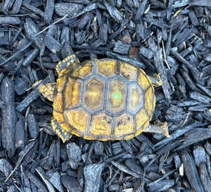 5” Yellow-Foot Tortoise (2)