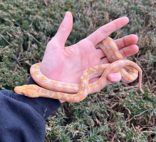 Baby Albino Reticulated Python (Male)