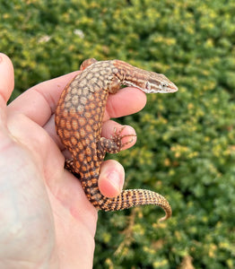 Sub-Adult Red Ackie Monitor (Probable Female)