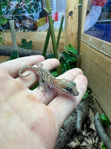 Adult Pictus Big-Headed Gecko