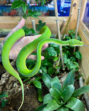 Load image into Gallery viewer, Adult Jayapura Green Tree Python (Male)