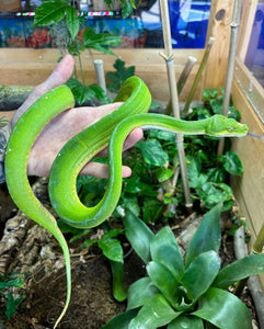 Adult Jayapura Green Tree Python (Male)