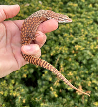 Load image into Gallery viewer, Sub-Adult Red Ackie Monitor (Probable Female)