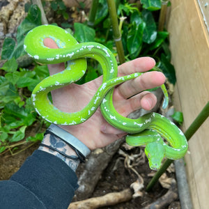 Adult Aru Green Tree Python (Female 1)