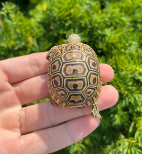 Baby ‘High-Color’ Baby Leopard Tortoise