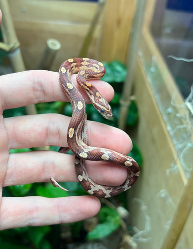 Baby Caramel Motley Corn Snake