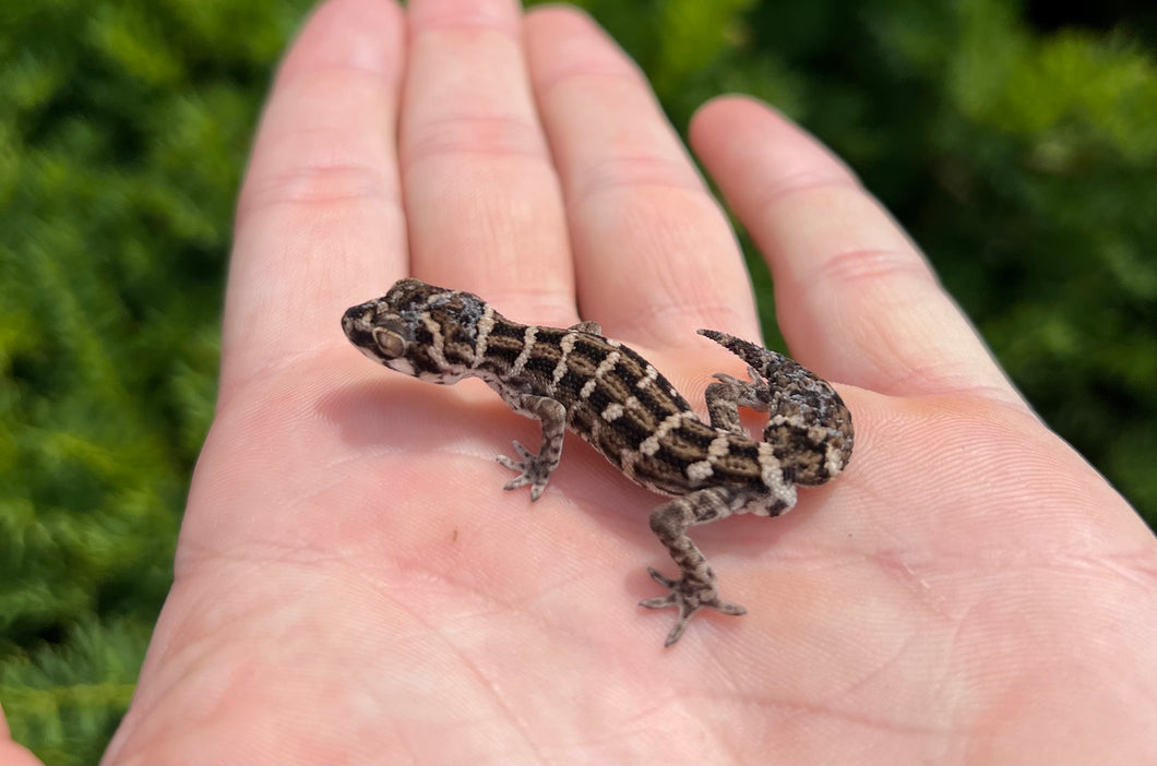 Sub-Adult Viper Gecko (Male 1)