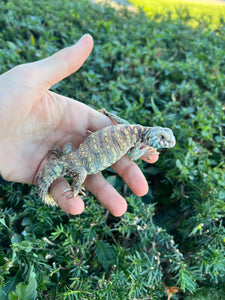 Small Ornate Uromastyx (1)