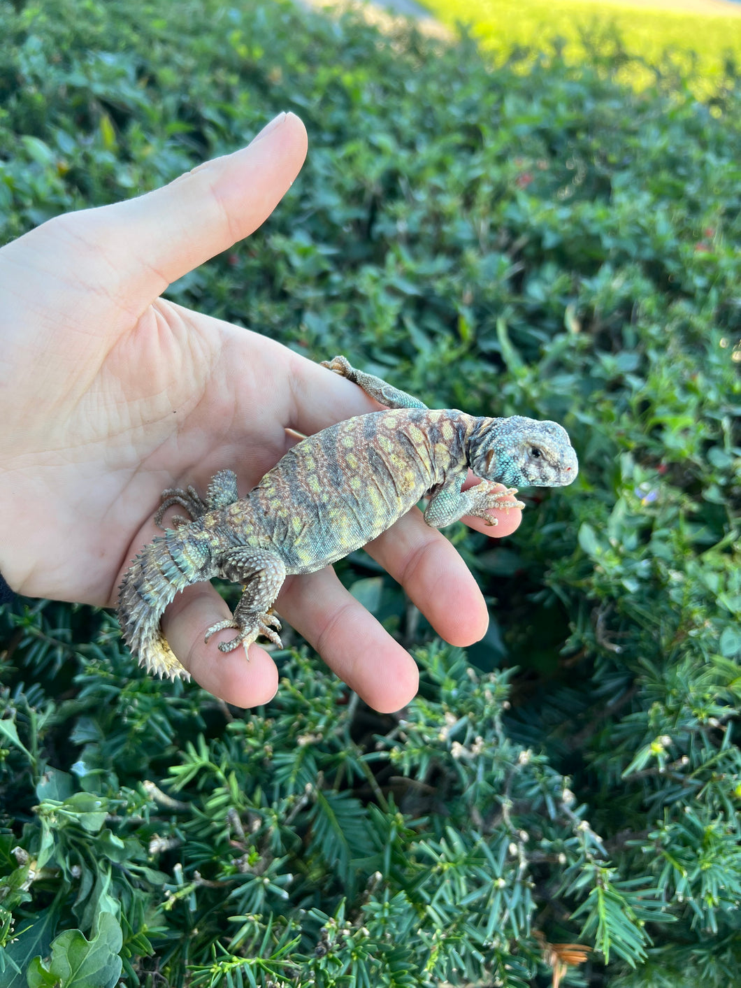 Small Ornate Uromastyx (1)