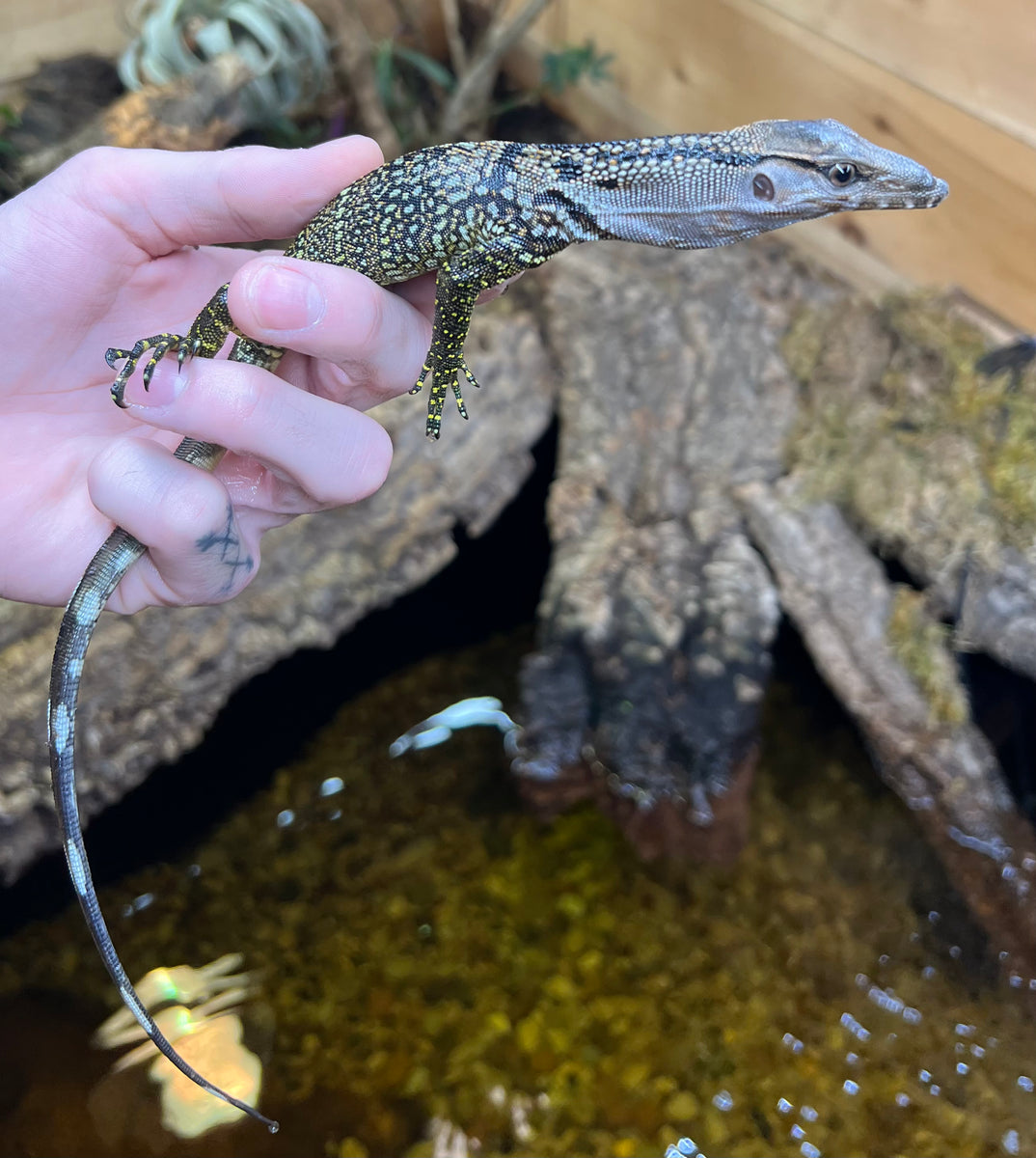 Baby Black Roughneck Monitor – Scales and Tails of Ohio