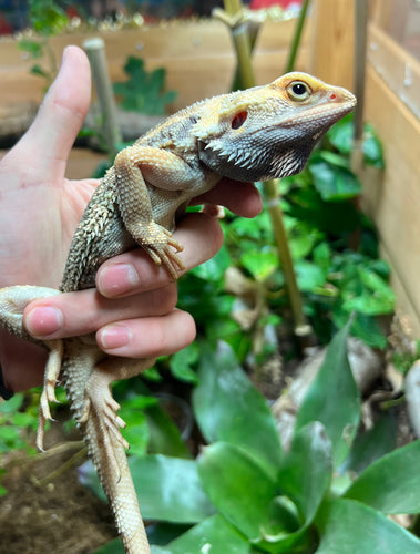 Adult Paradox Bearded Dragon (Male 2)