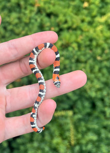 Baby Tri-Color Hognose Snake